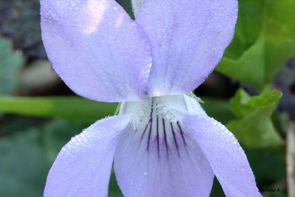 Viola sp.